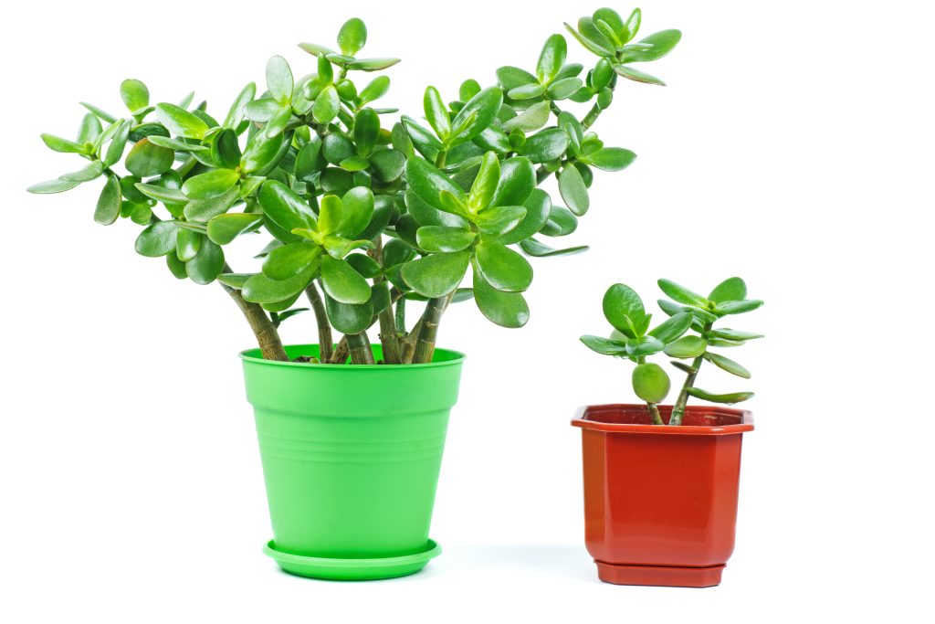 Brand Advertising is like Gardening
