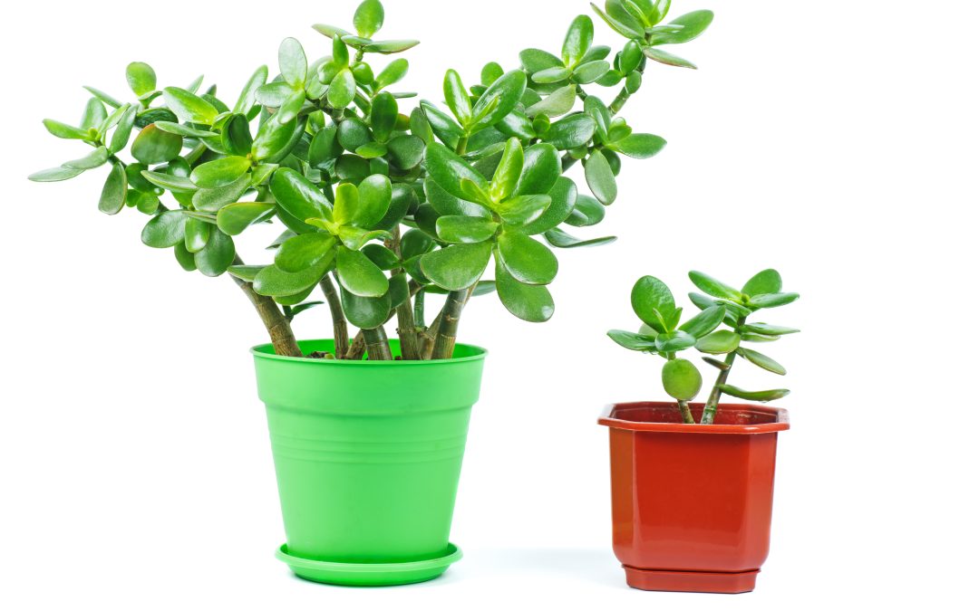 Brand Advertising is Like Gardening